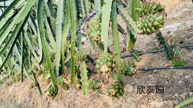 美国燕窝果苗