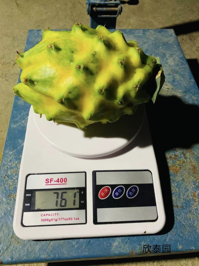 美国燕窝果苗