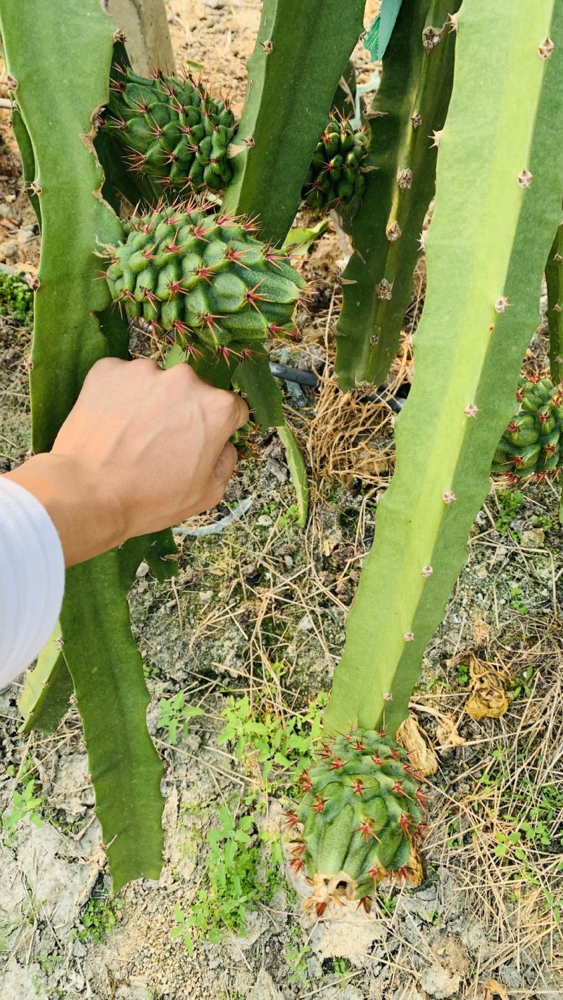 美国燕窝果苗
