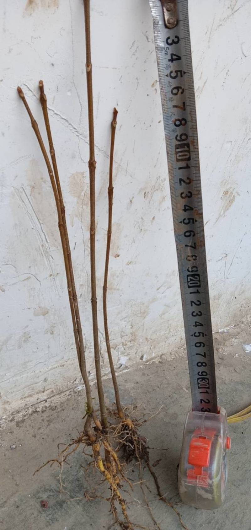 黄柏正宗黄柏树苗湖北黄柏黄柏苗黄柏树黄柏