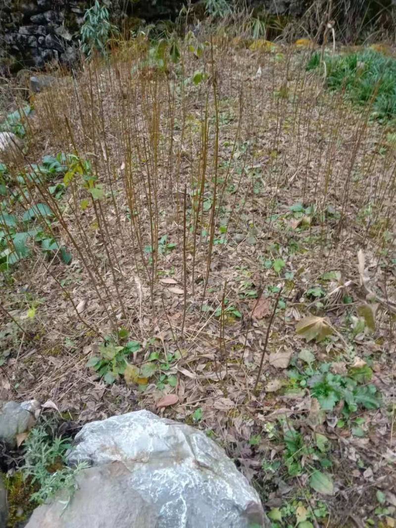 黄柏正宗黄柏树苗湖北黄柏黄柏苗黄柏树黄柏