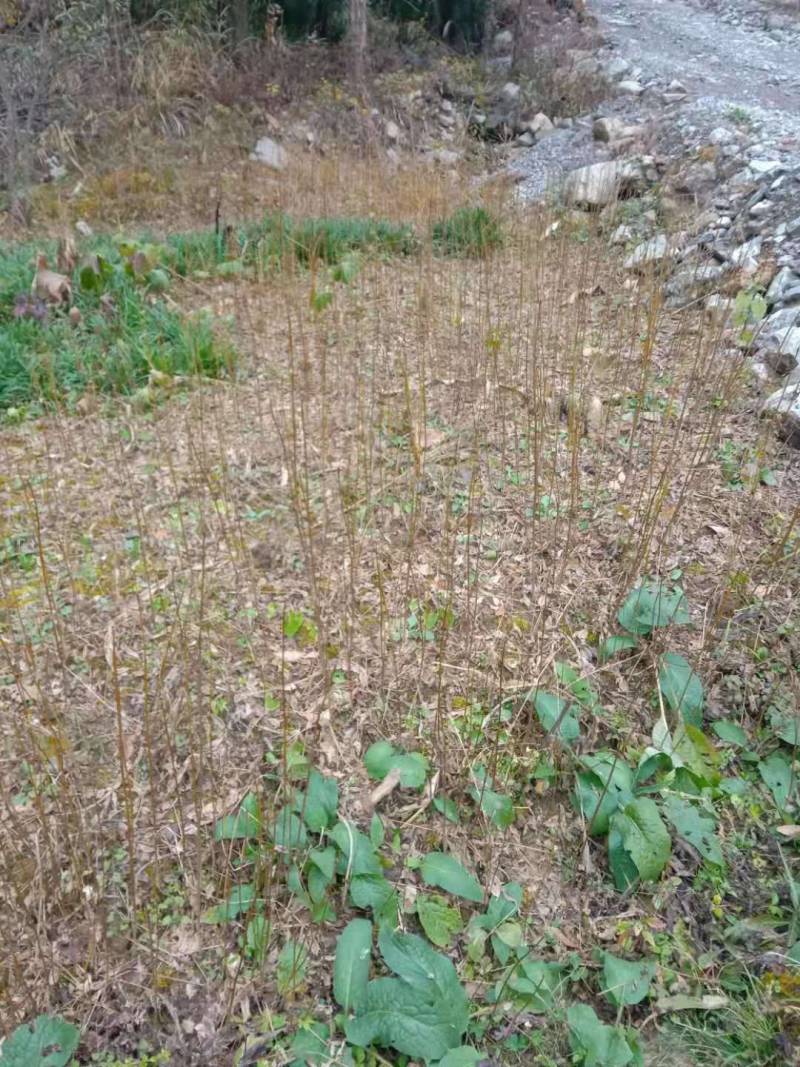 黄柏正宗黄柏树苗湖北黄柏黄柏苗黄柏树黄柏