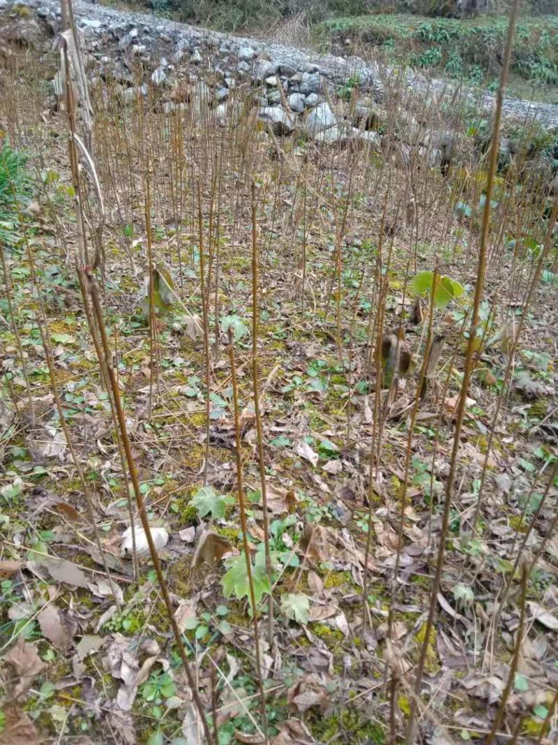 黄柏正宗黄柏树苗湖北黄柏黄柏苗黄柏树黄柏