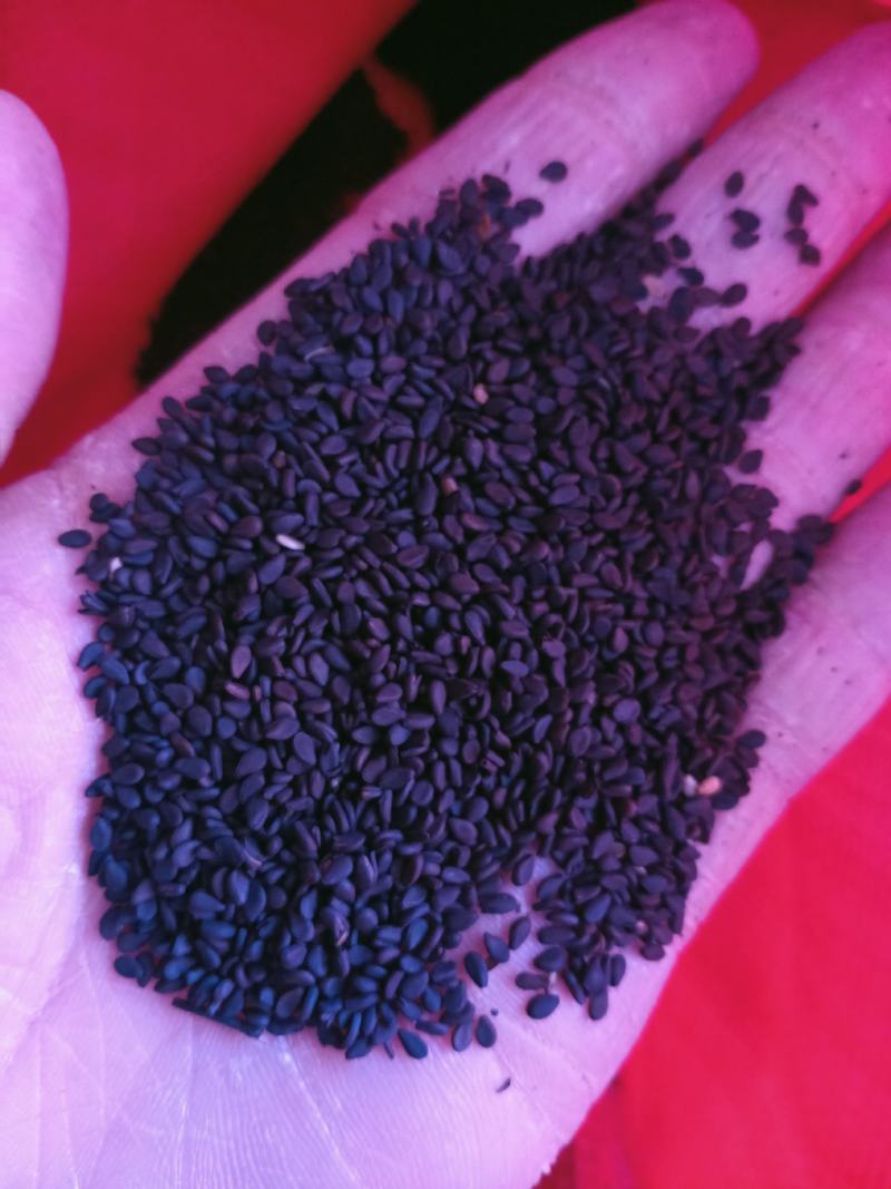 巴马特产黑芝麻小颗粒黑糠芝麻味道清香药食两用中药材！