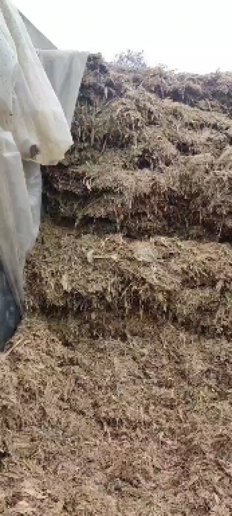 牛，羊，青储饲料