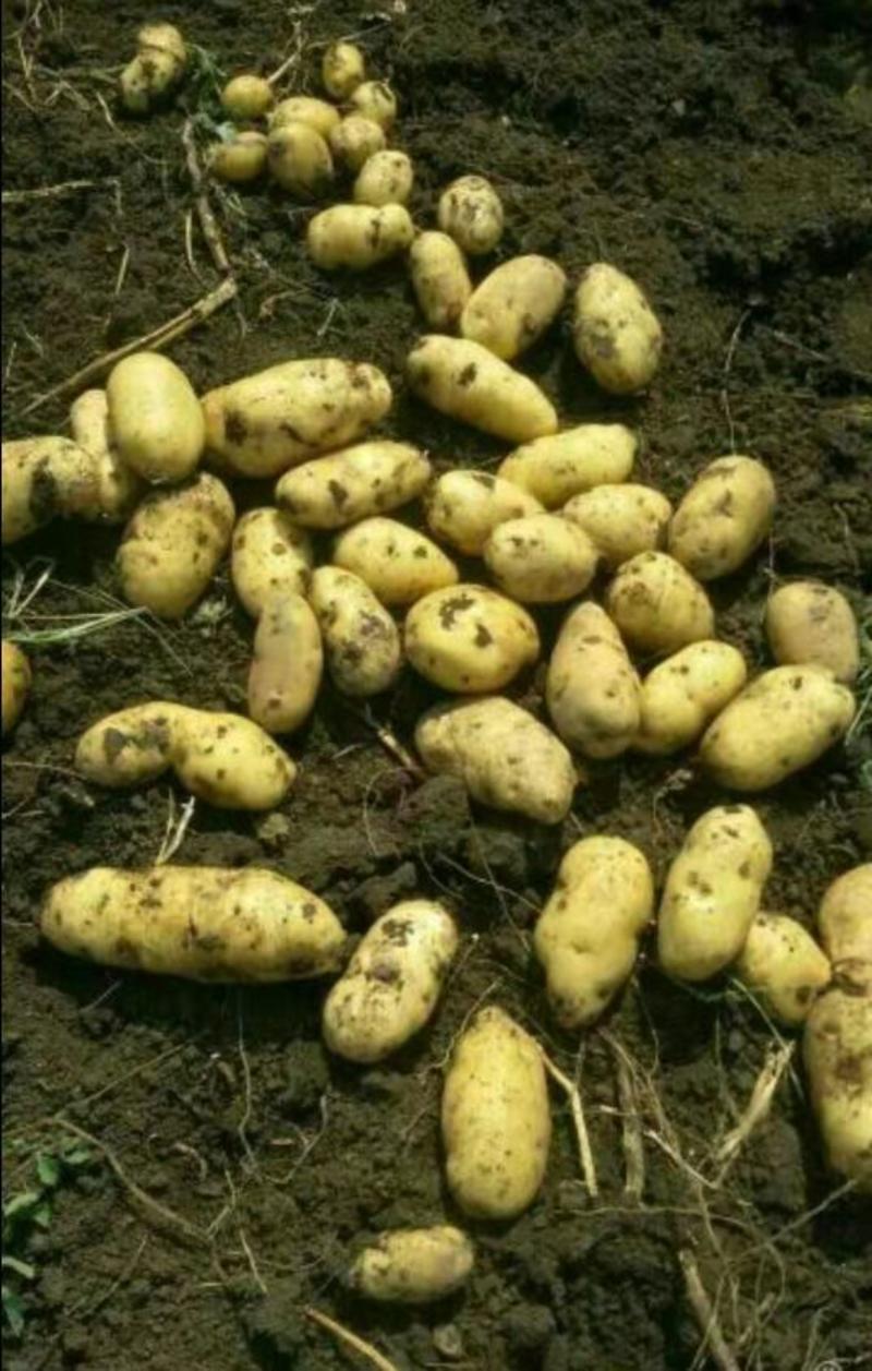 [热卖]黑龙江哈尔滨中薯5号土豆土豆产地直发