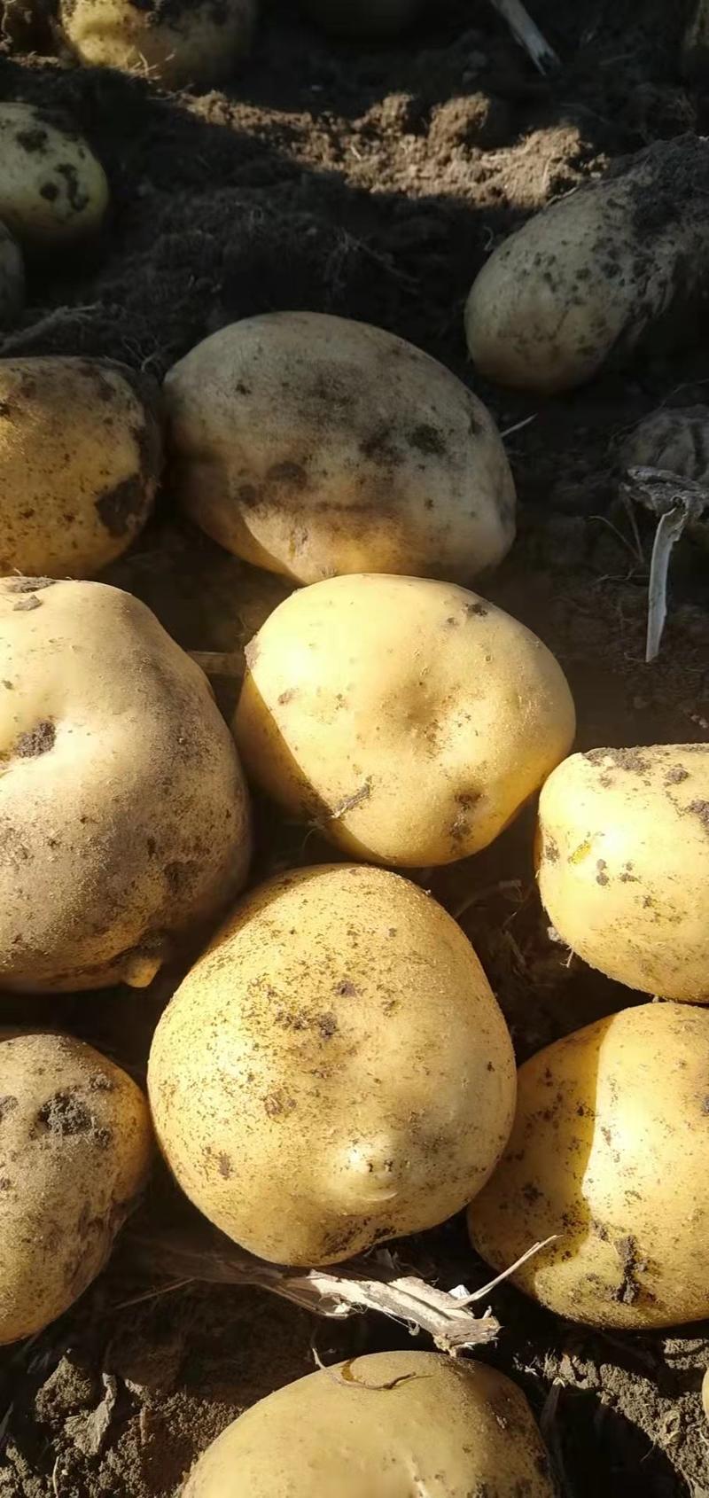 [热卖]黑龙江哈尔滨中薯5号土豆土豆产地直发