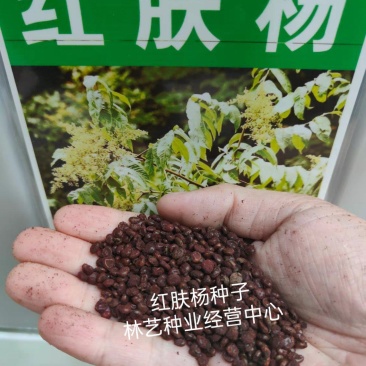 红肤杨种子林木种籽国产散装四季多年生景观绿化工程
