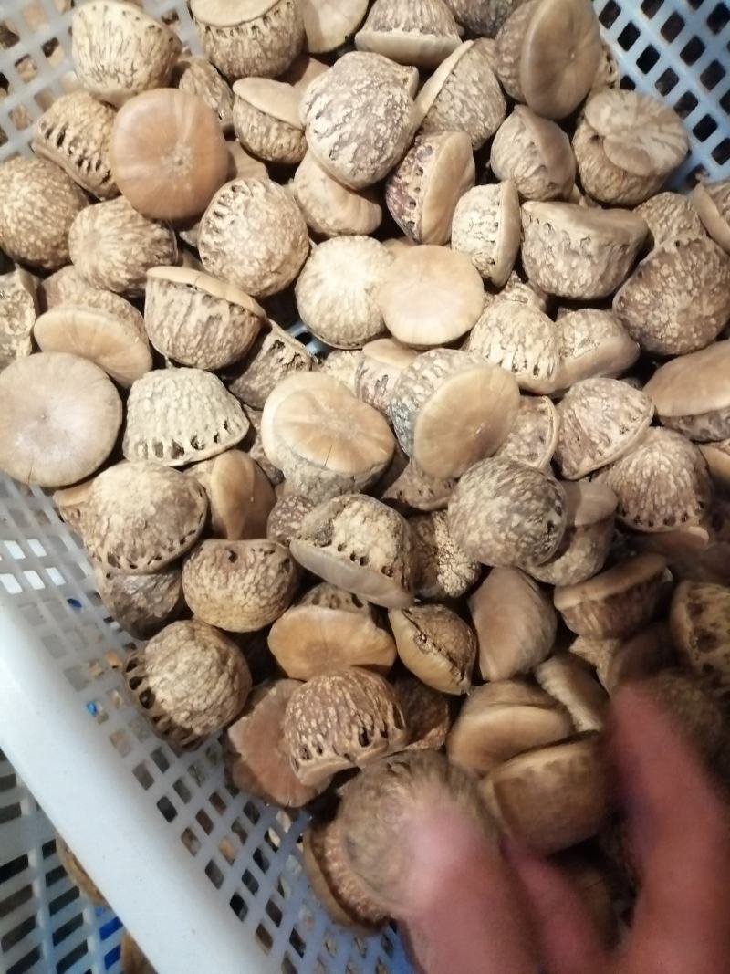 野生壮阳果无硫无添加泡酒泡水精选优质批发零售各种规