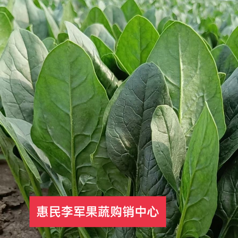 菠菜，（精品）山东惠民菠菜基地，规格齐全，代发全国！