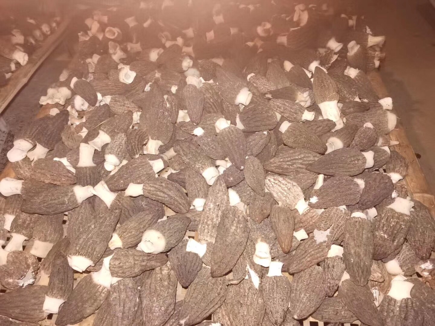 黄色梯棱羊肚菌新鲜子实体特写，菌盖呈均匀金褐色，蜂窝状凹陷深而规则，棱脊饱满隆起，表面微润有光泽，背景为无菌培养基质