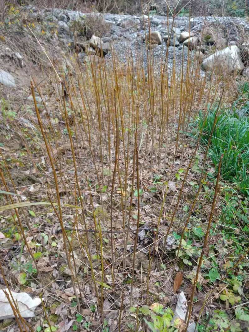 黄柏正宗黄柏树苗湖北黄柏黄柏苗黄柏树黄柏