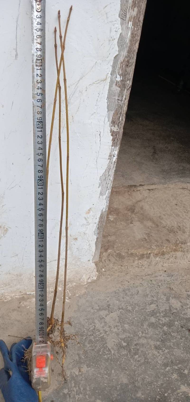 黄柏正宗黄柏树苗湖北黄柏黄柏苗黄柏树黄柏