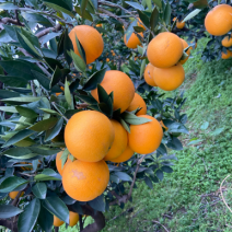 脐橙，精品果：个大、皮薄、细腻味甜、化渣、无籽