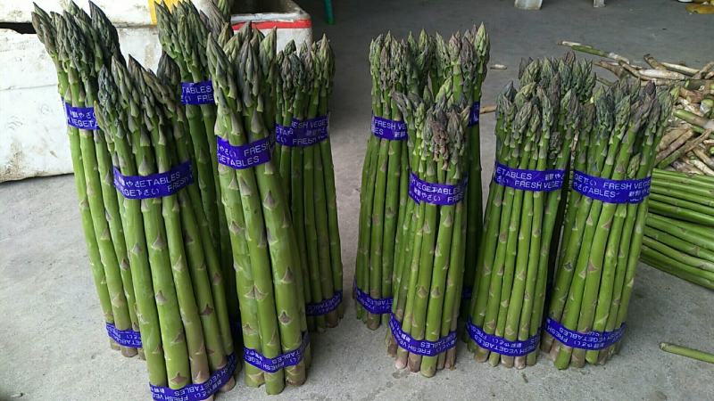 大凉山高原阳光绿芦笋开始上市欢迎新老客户选购