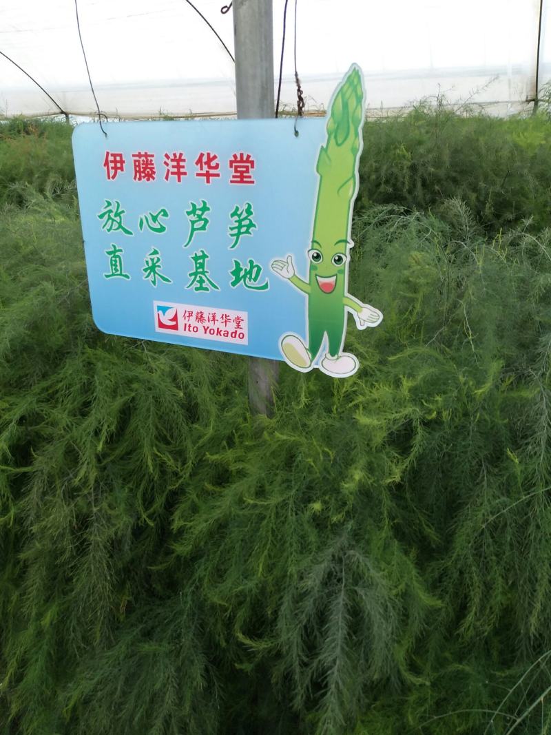 大凉山高原阳光绿芦笋开始上市欢迎新老客户选购