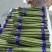 大凉山高原阳光绿芦笋开始上市欢迎新老客户选购