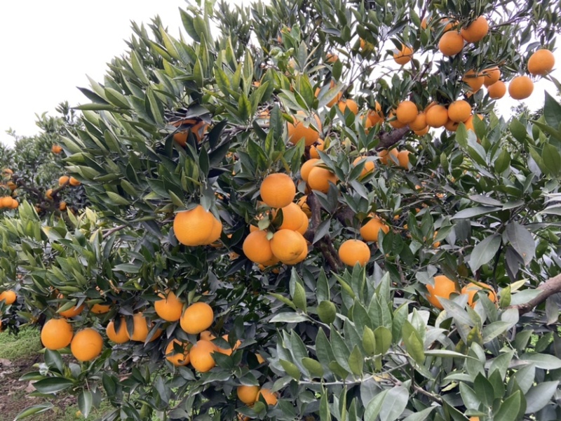脐橙，精品果：个大、皮薄、细腻味甜、化渣、无籽