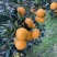 脐橙，精品果：个大、皮薄、细腻味甜、化渣、无籽