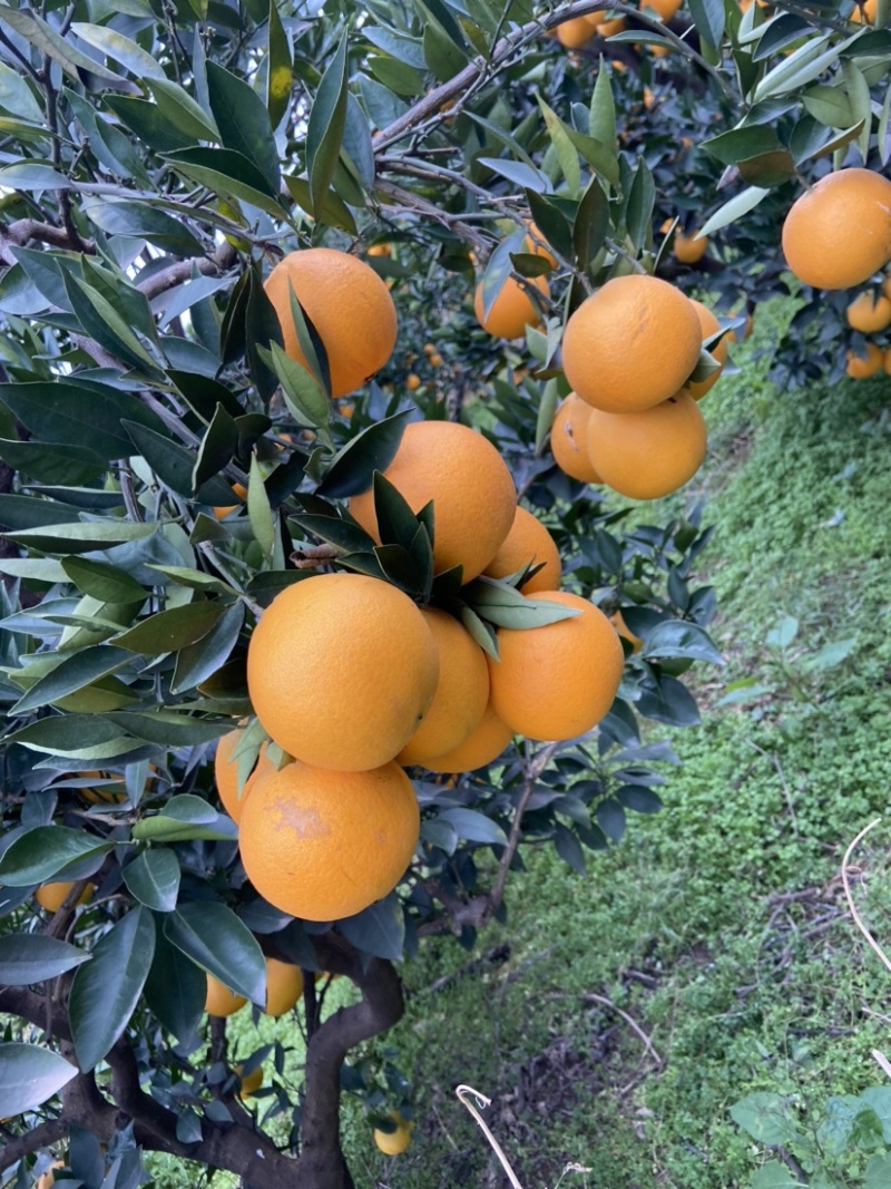 脐橙，精品果：个大、皮薄、细腻味甜、化渣、无籽