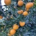 脐橙，精品果：个大、皮薄、细腻味甜、化渣、无籽
