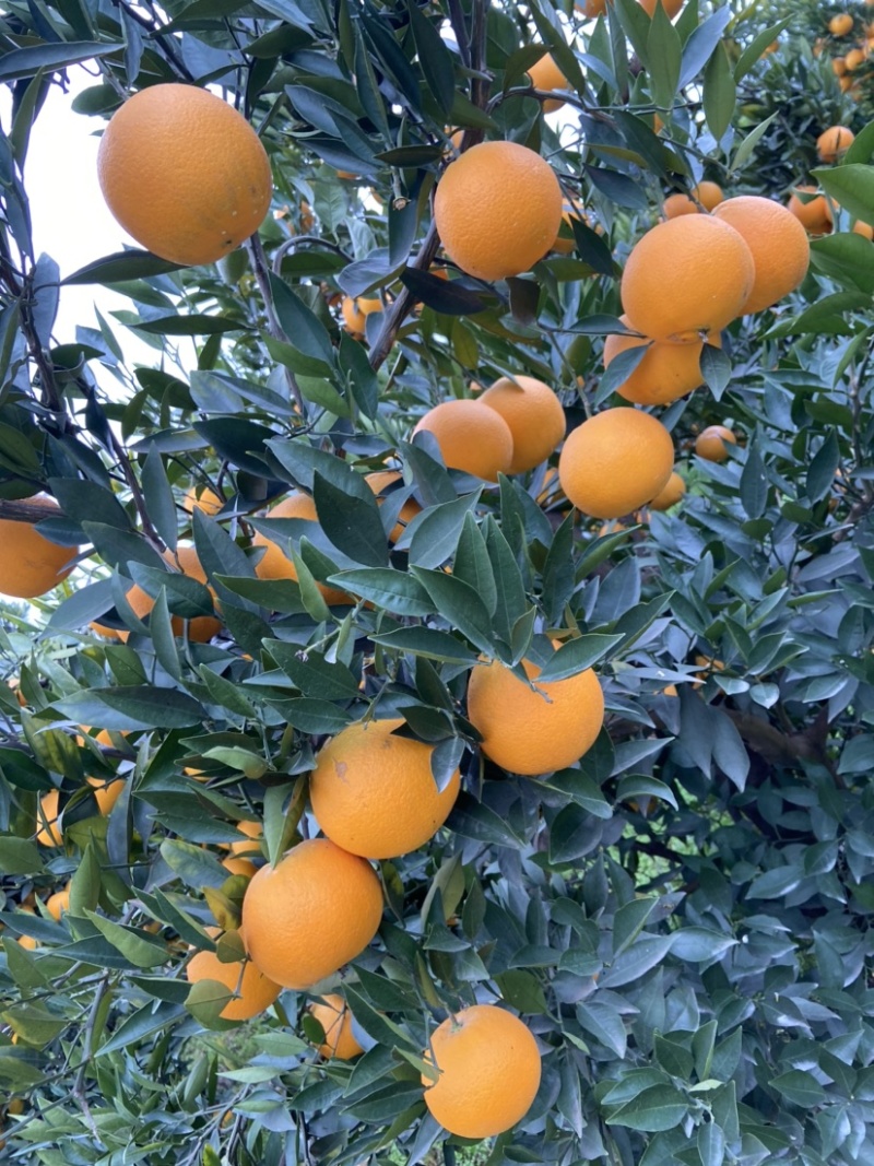 脐橙，精品果：个大、皮薄、细腻味甜、化渣、无籽