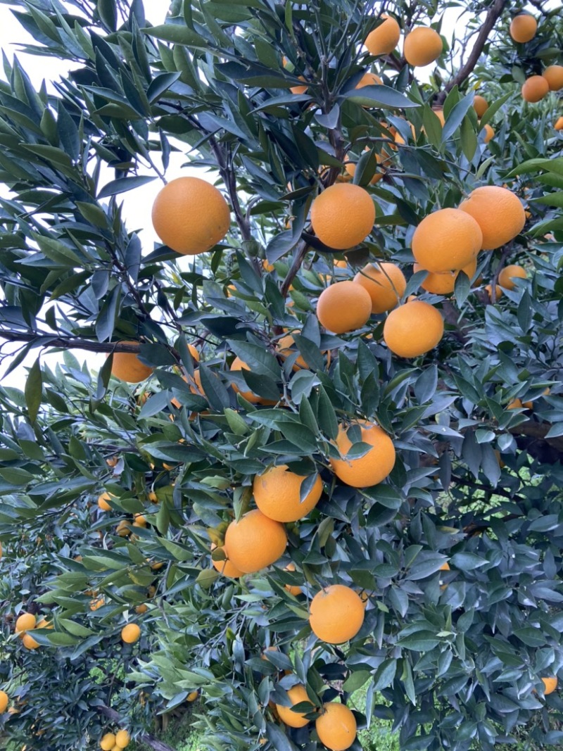 脐橙，精品果：个大、皮薄、细腻味甜、化渣、无籽