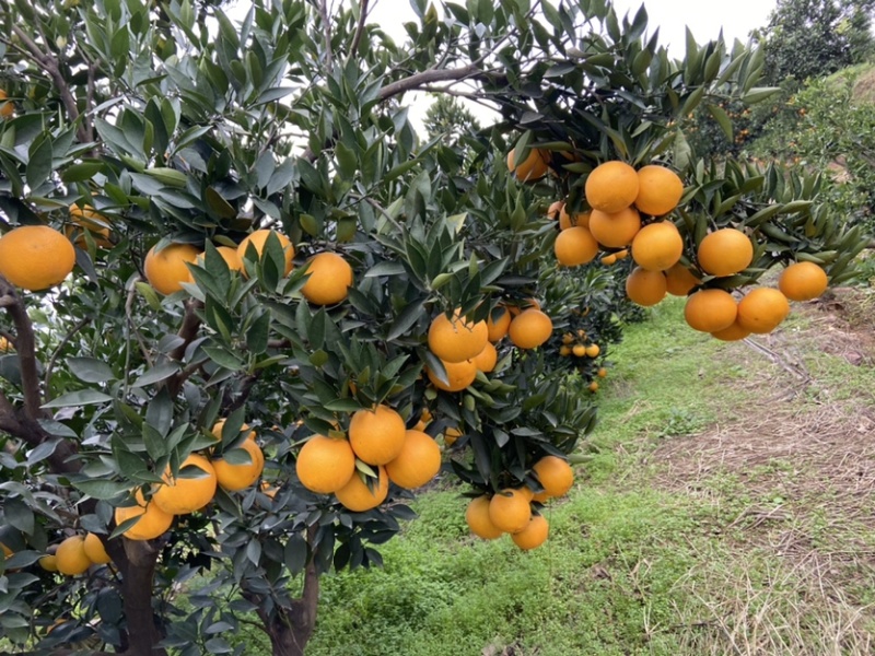 脐橙，精品果：个大、皮薄、细腻味甜、化渣、无籽