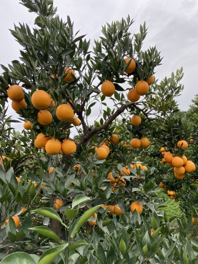 脐橙，精品果：个大、皮薄、细腻味甜、化渣、无籽