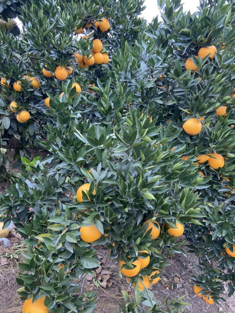 脐橙，精品果：个大、皮薄、细腻味甜、化渣、无籽