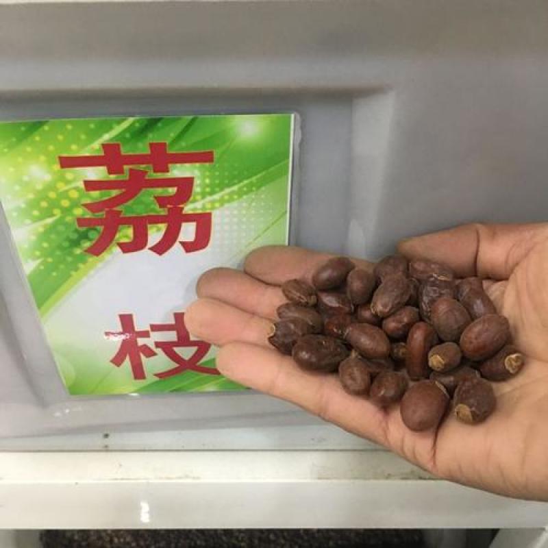 荔枝种子荔枝核果树种子食用水果种子林木种子