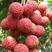 荔枝种子荔枝核果树种子食用水果种子林木种子