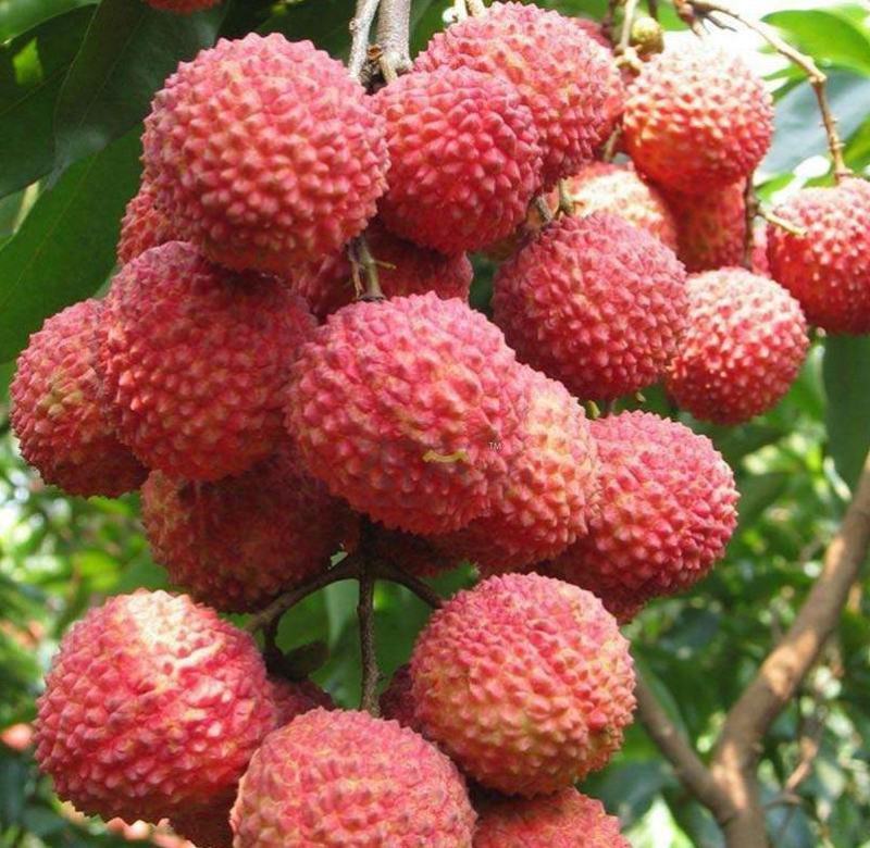 荔枝种子荔枝核果树种子食用水果种子林木种子