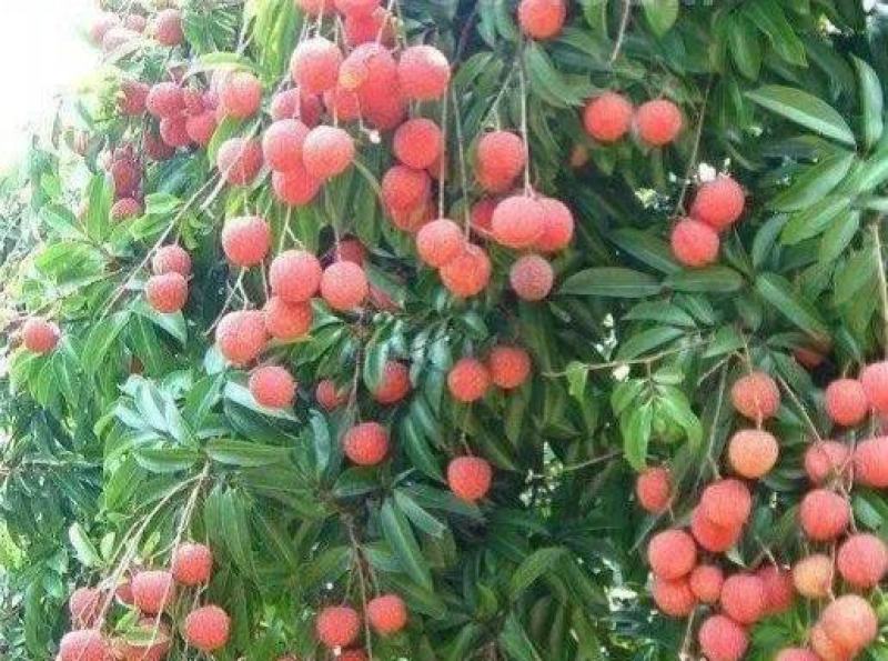 荔枝种子荔枝核果树种子食用水果种子林木种子