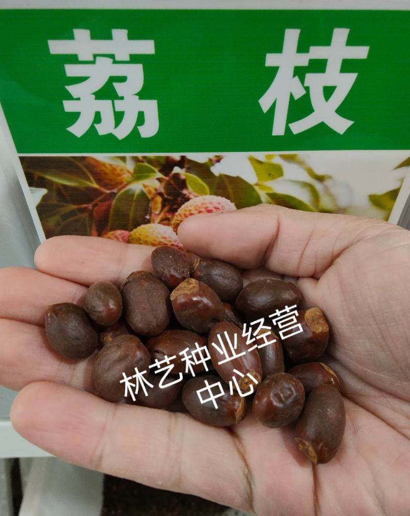 荔枝种子荔枝核果树种子食用水果种子林木种子