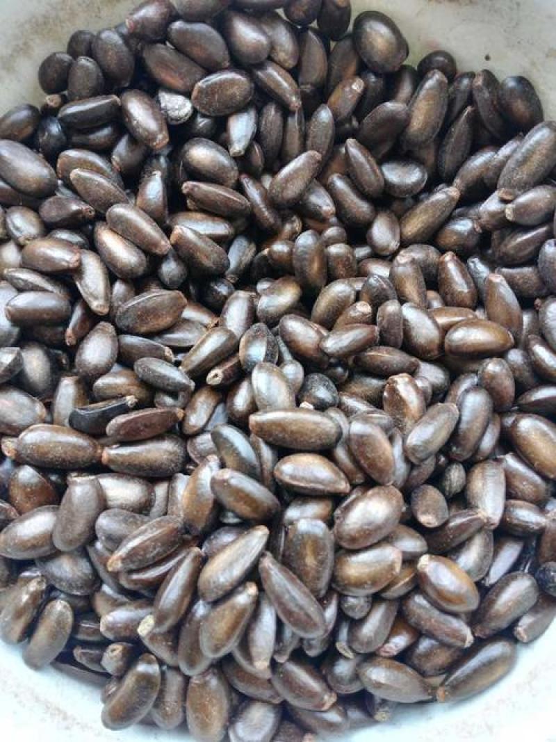 荔枝种子荔枝核果树种子食用水果种子林木种子