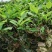 荔枝种子荔枝核果树种子食用水果种子林木种子