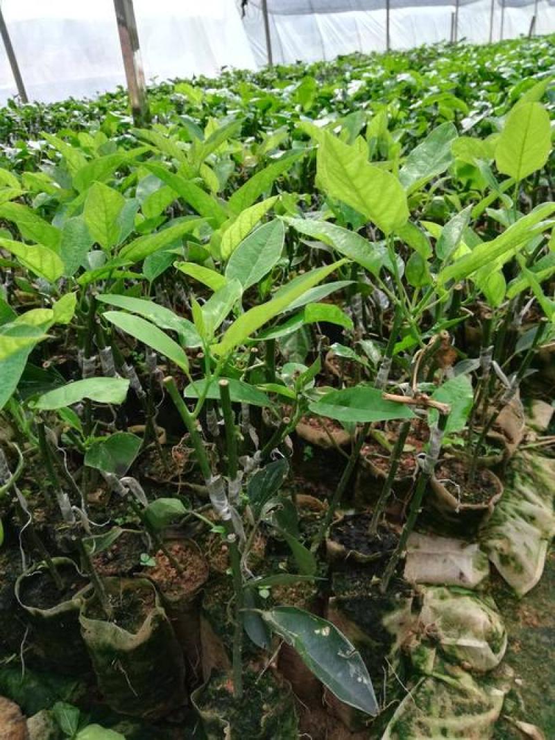 荔枝种子荔枝核果树种子食用水果种子林木种子