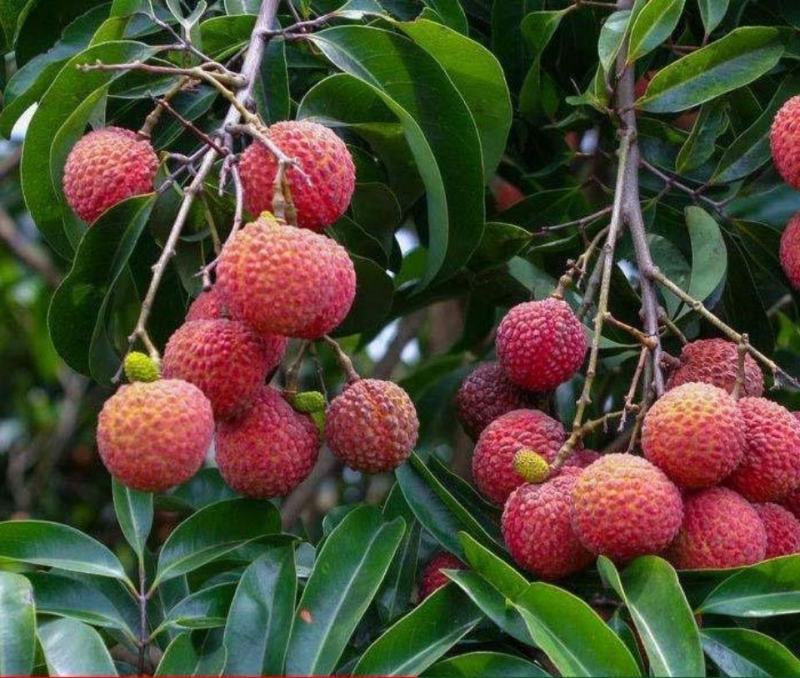 荔枝种子荔枝核果树种子食用水果种子林木种子