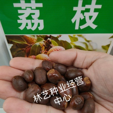 荔枝种子荔枝核果树种子食用水果种子林木种子