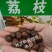 荔枝种子荔枝核果树种子食用水果种子林木种子