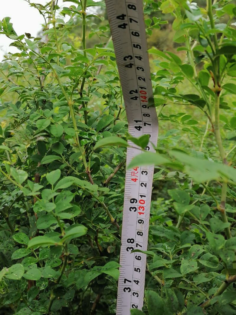 出售优质贵龙5号刺梨苗