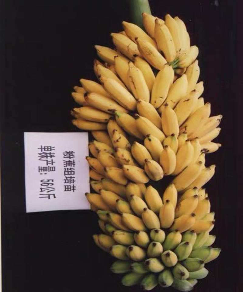 基地批发巴西香蕉树苗营养杯苗小米蕉树苗口感香甜产量王
