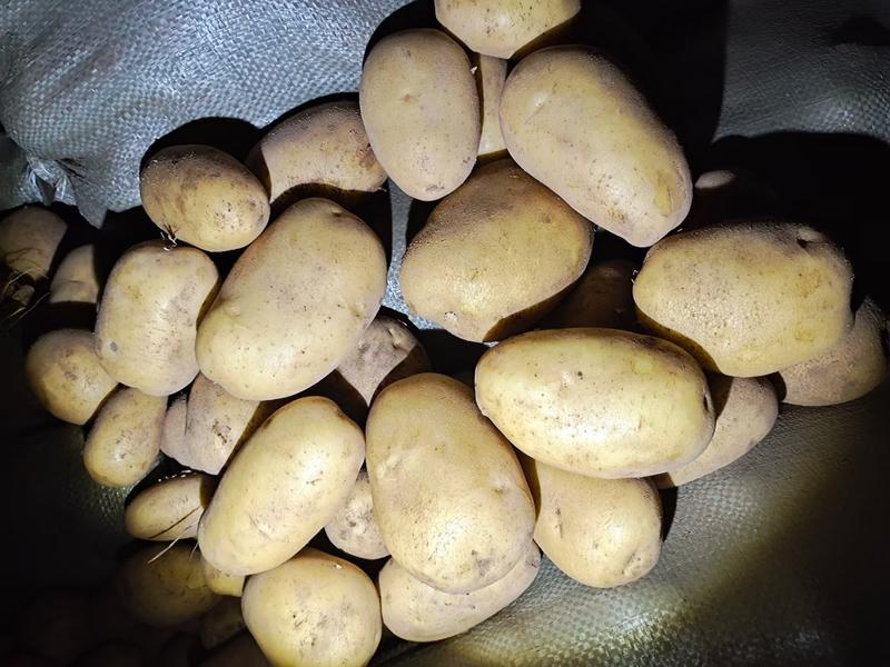 【希森6号】黄心儿土豆大量上市价格实惠，欢迎联系采购