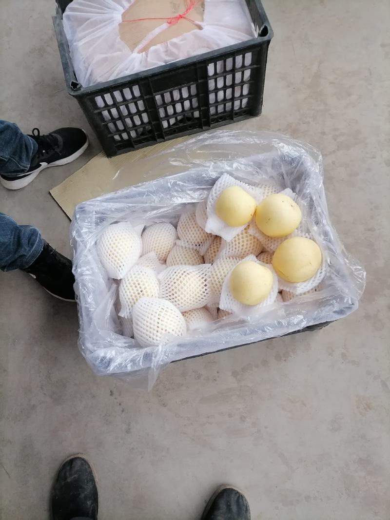 红富士苹果，国红苹果有要来拉，货源充足价格优惠，质量好