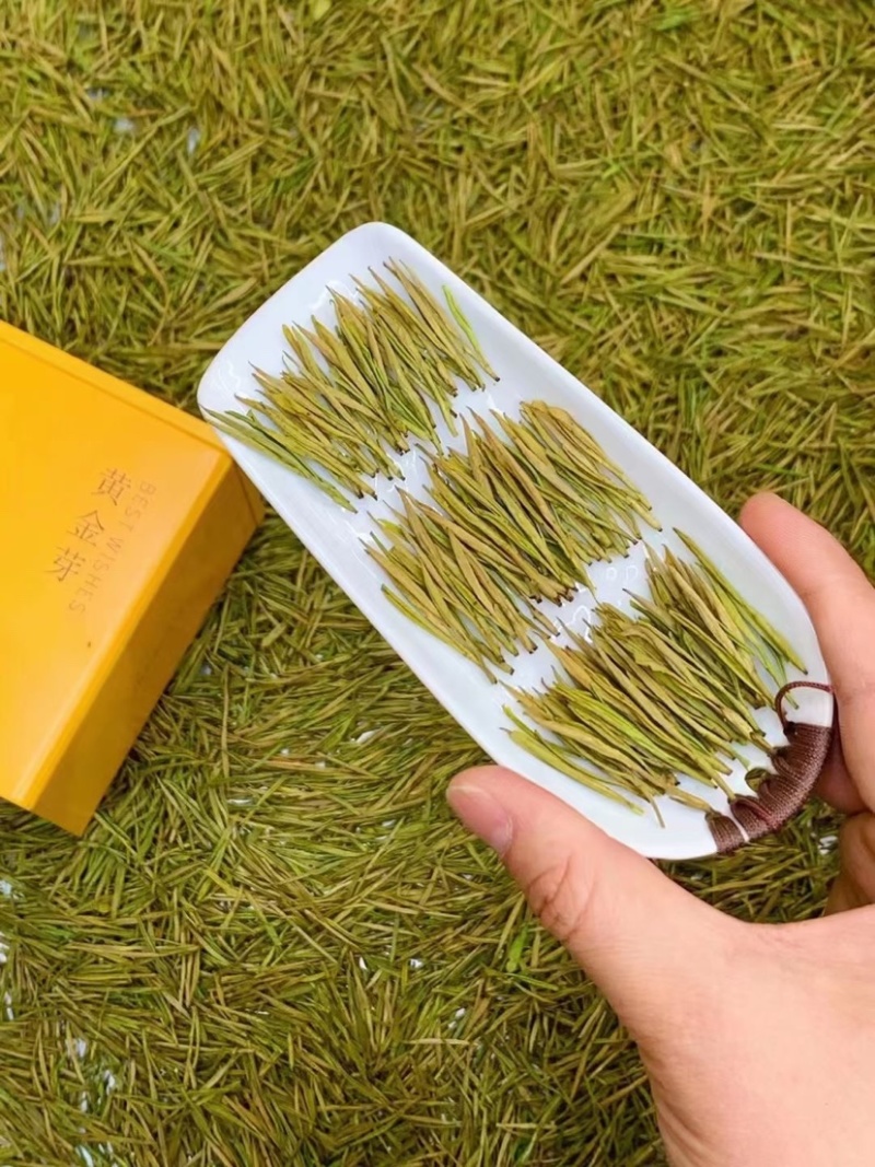 绿茶黄金白茶茶叶新茶春茶白茶500克
