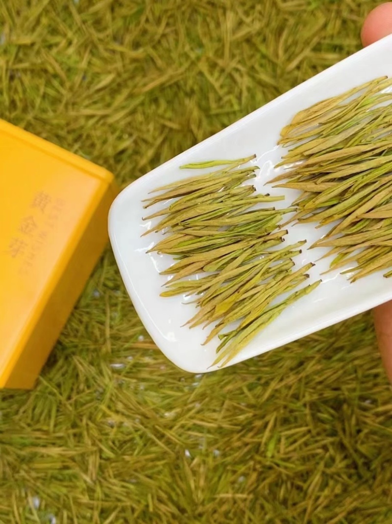 绿茶黄金白茶茶叶新茶春茶白茶500克