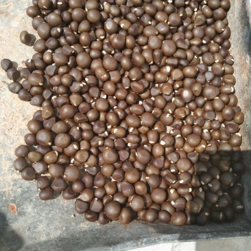 文冠果有需要的朋友联系偶