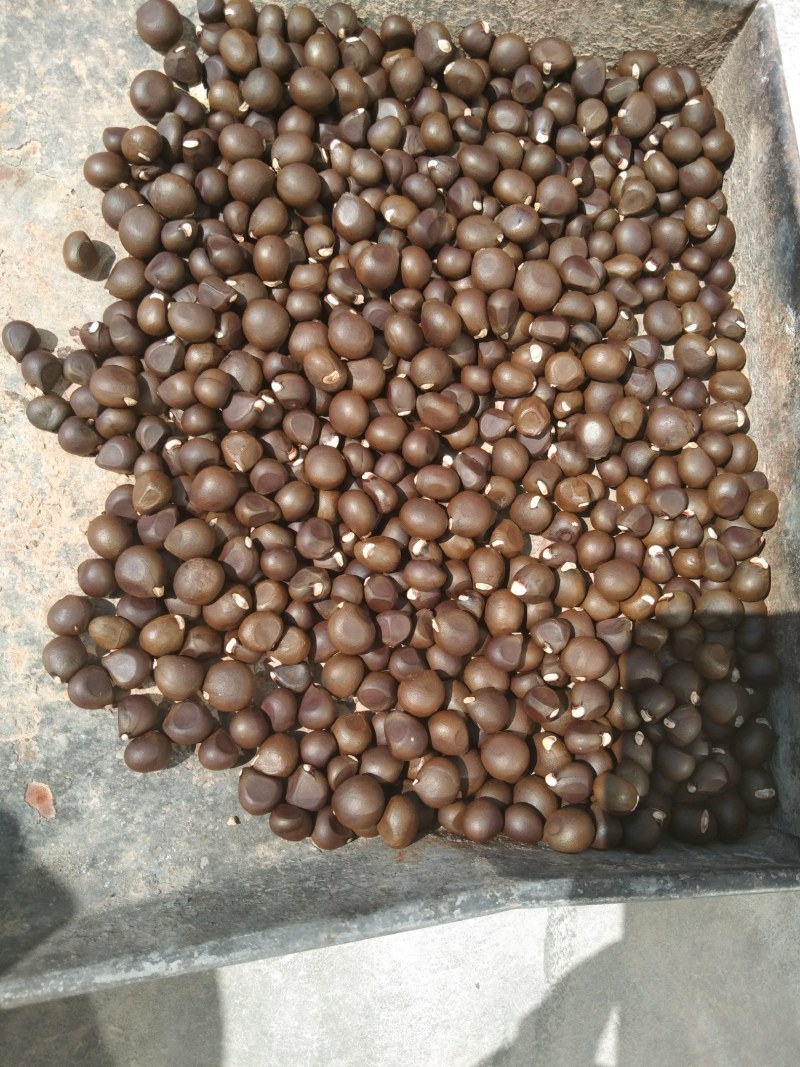 文冠果有需要的朋友联系偶