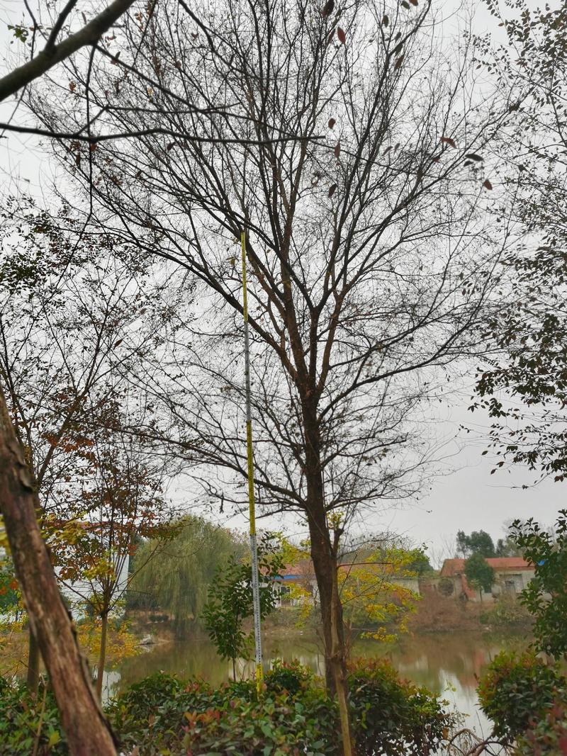 榉树红叶榉树高度5-8米冠幅4-6米原生冠易成